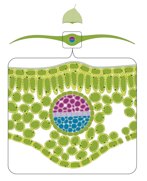 Tvärsnitt Bladdiagrammet — Stockfoto