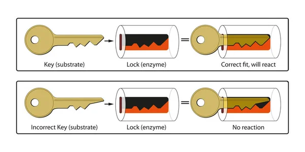 Enzimlerin Kilit Anahtar Mekanizması — Stok fotoğraf