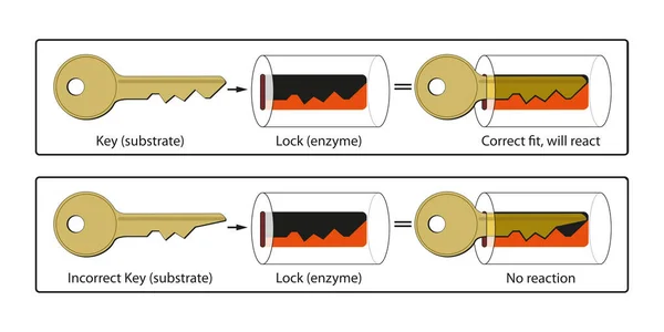 Cerradura Mecanismo Clave Las Enzimas —  Fotos de Stock