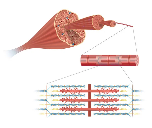 Illustrazione Della Struttura Muscolo Scheletrico — Foto Stock