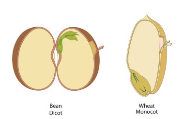 The structure of the seed in dicots and monocots clipart