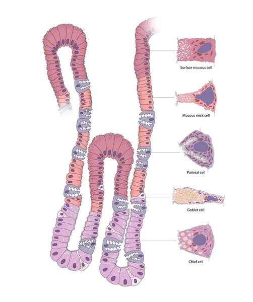 Ghiandola Gastrica Cellula Nel Corpo Gastrico Umano — Foto Stock