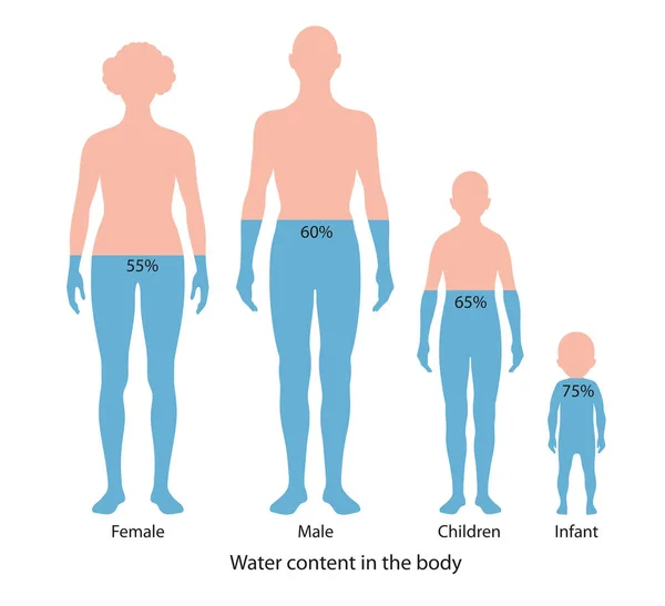 人体の水分含有量 — ストック写真
