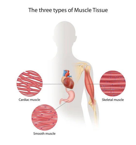 Três Tipos Tecido Muscular Corpo Humano — Fotografia de Stock