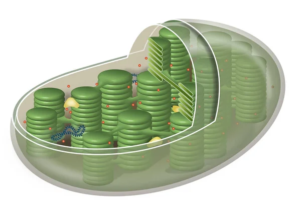 Kloroplast Växtcellsorganell — Stockfoto