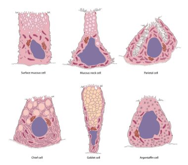 Gastric glands and cell types. Sectional view of stomach mucosa. Stomach anatomy clipart