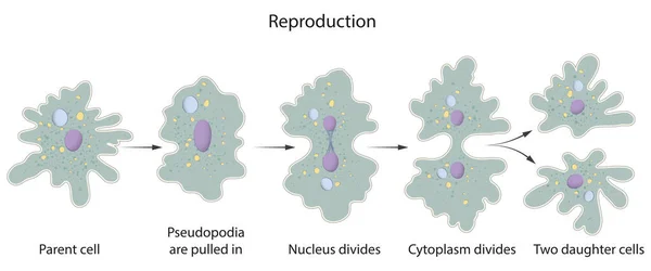 Amoeba Utiliza Reproducción Asexual Para Reproducir — Foto de Stock