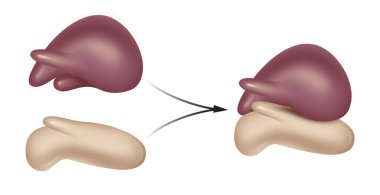 Structure of a Eukaryotic Ribosome clipart