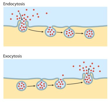 Endoksitozis, exocytosis. Hücre proteinleri hücreye taşır.