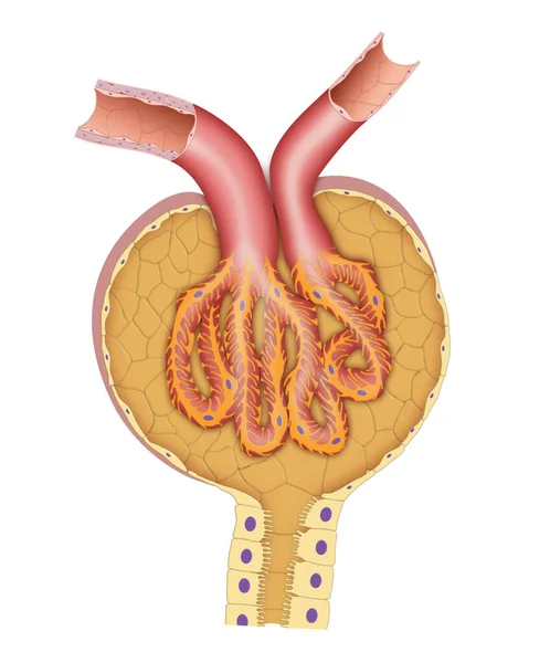 Nephron Bowmans Kapselstruktur — Stockfoto