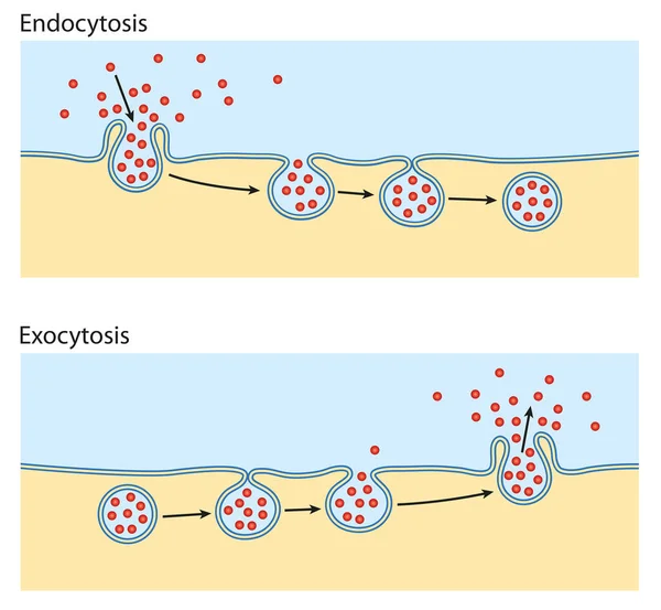 Endocytos Exocytos Cellen Transporterar Proteiner Cellen — Stockfoto