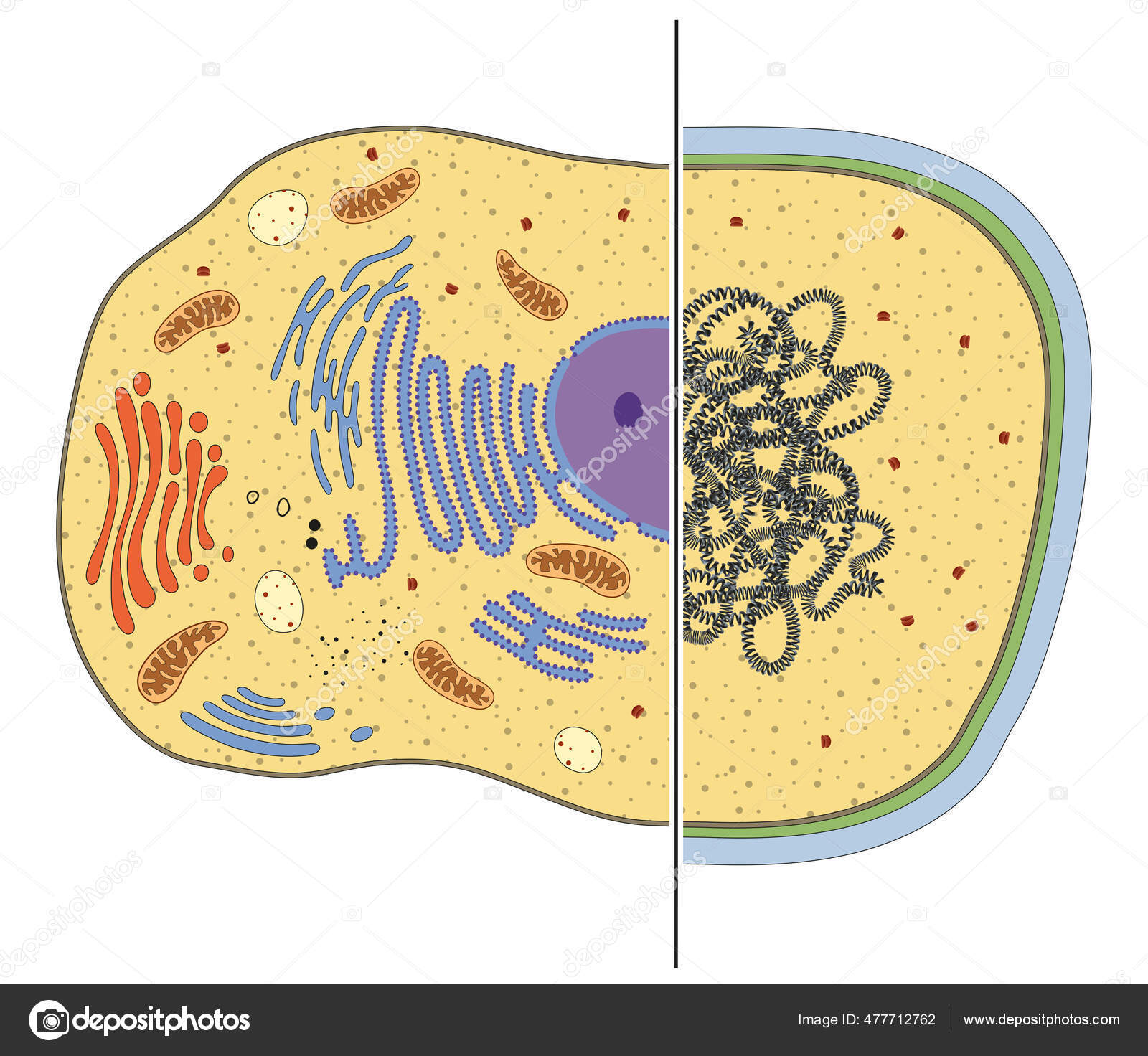 真核細胞と原核細胞のイラスト— ストックイラストレーション by © aldonagriskeviciene #477712762, image size:1600x1472
