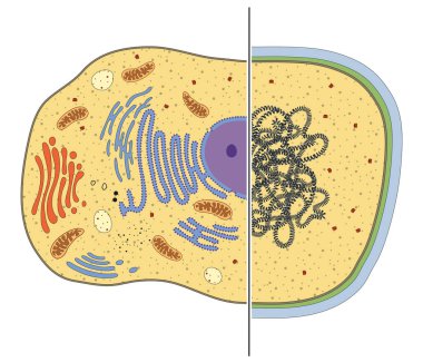 Ökaryotik ve prokaryotik hücrelerin çizimi. Farklar
