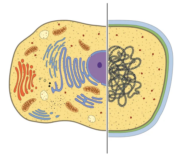 Illustration Cellules Eucaryotes Procaryotes Différences — Photo