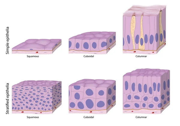 The structure of different types of epithelial tissue