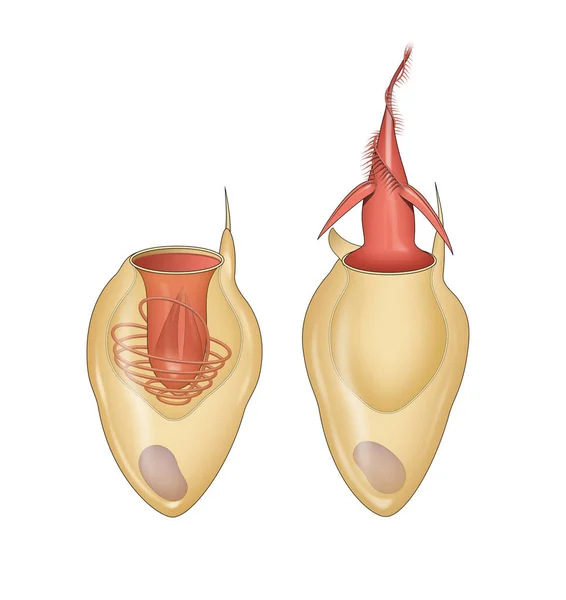 Cnidocyta Struktúra Nematocysta Kisülés — Stock Fotó