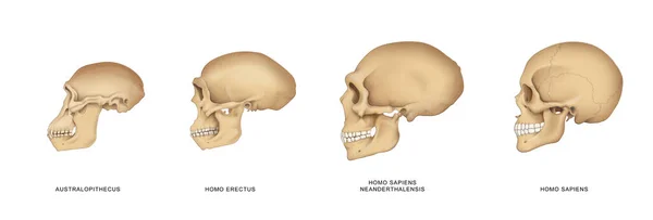 Evolución Humana Del Cráneo — Foto de Stock