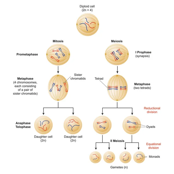 Zellen Teilen Sich Durch Zwei Mechanismen Die Mitose Und Meiose — Stockfoto