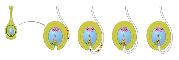 Diagrama Del Ciclo Vida Planta Con Doble Fertilización —  Fotos de Stock