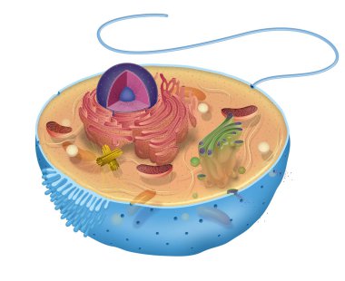 lllustration of the animal cell clipart