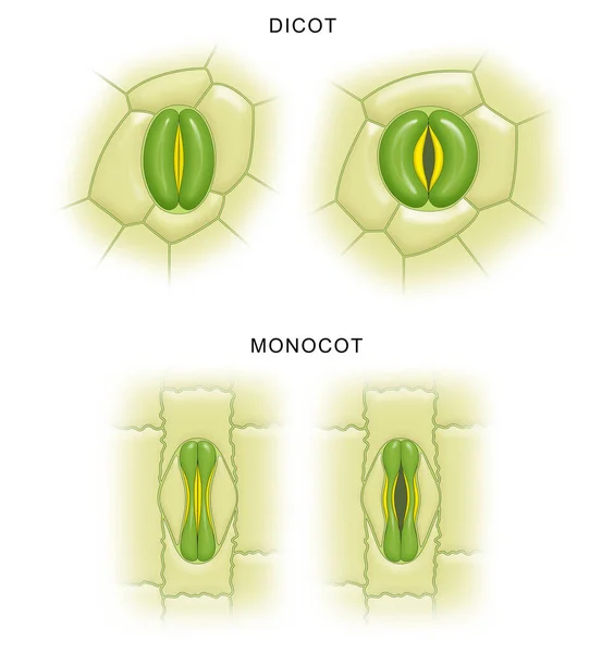Diferença Entre Estomas Plantas Monocotiledóneas Dicotiledóneas — Fotografia de Stock