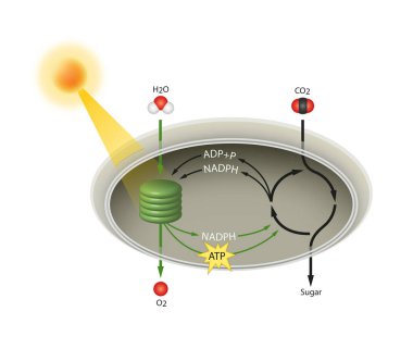 Kloroplast: Yapı ve Fonksiyon