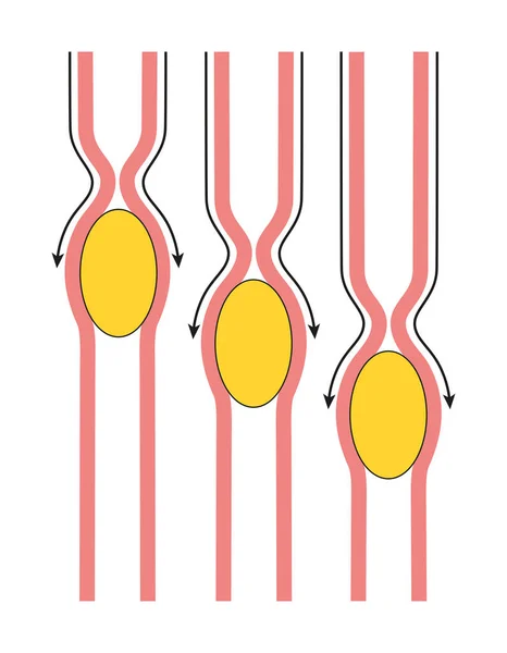 Peristalsis Radially Symmetrical Contraction Relaxation Muscles Propagates Wave Tube Anterograde — 스톡 사진