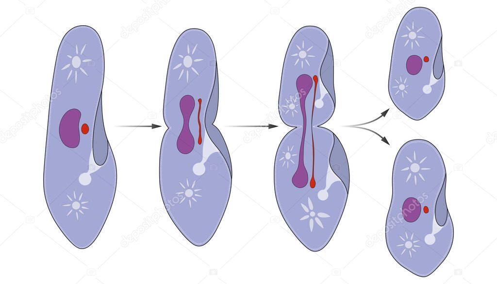 Binary fission occurs in transverse fashion in Paramecium. It is a common method of reproduction in Paramecium which occurs during favorable condition