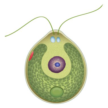 Bir Chlamydomonas yapılandırması