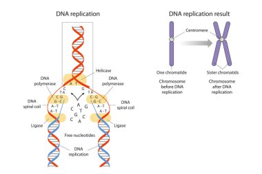 DNA replikasyonu, DNA 'nın özdeş iki kopyasını tek bir DNA molekülünden üretmenin biyolojik sürecidir.