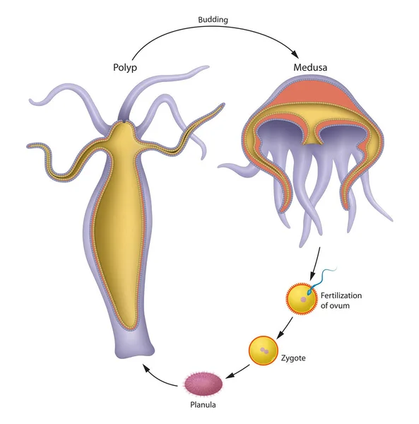 Ciclo Vita Delle Meduse — Foto Stock