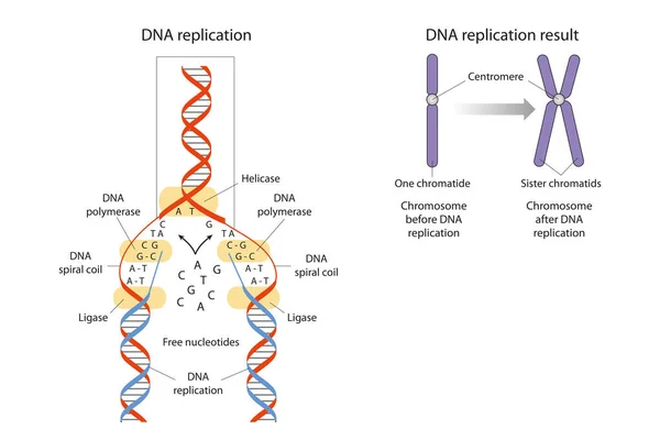 Replikacja Dna Jest Biologicznym Procesem Wytwarzania Dwóch Identycznych Replik Dna — Zdjęcie stockowe