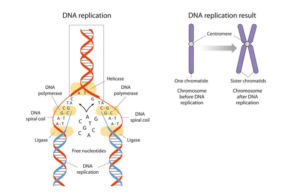 Replicação Dna Processo Biológico Produção Duas Réplicas Idênticas Dna Partir — Fotografia de Stock