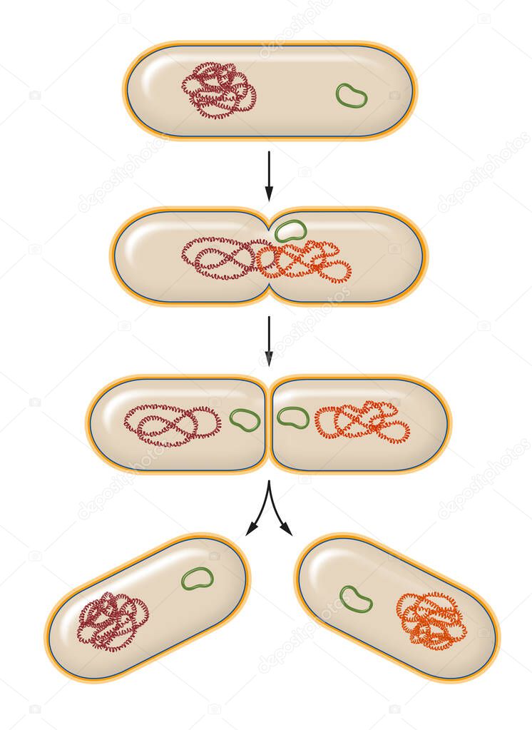 Process of bacterial fission. Reproduction