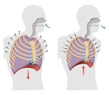 Nefes alma, ilham ve son kullanma döngüsü