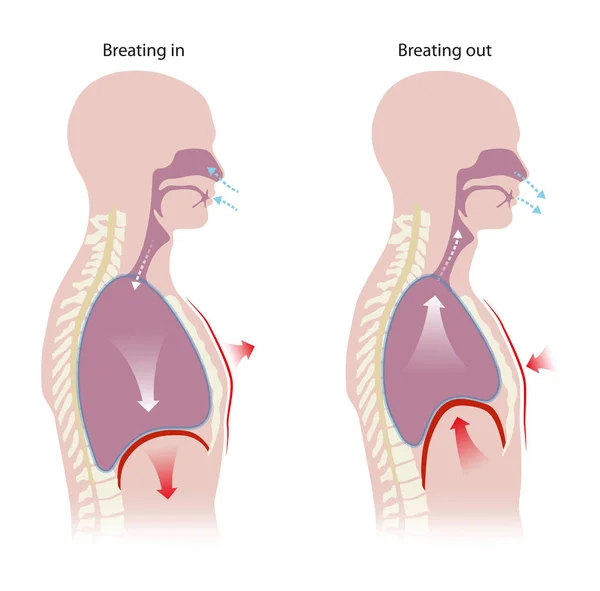 肺の下にある横隔膜は呼吸の主要な筋肉です — ストック写真