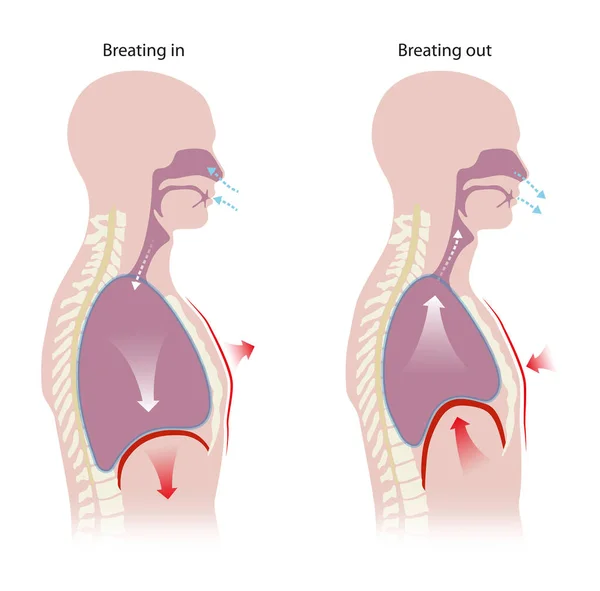 Diafragma Ubicado Debajo Los Pulmones Músculo Principal Respiración —  Fotos de Stock