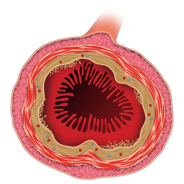 Estructura Del Intestino Delgado — Foto de Stock