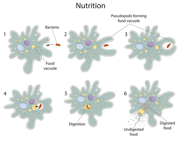 Proses Nutrisi Dalam Amoeba — Stok Foto