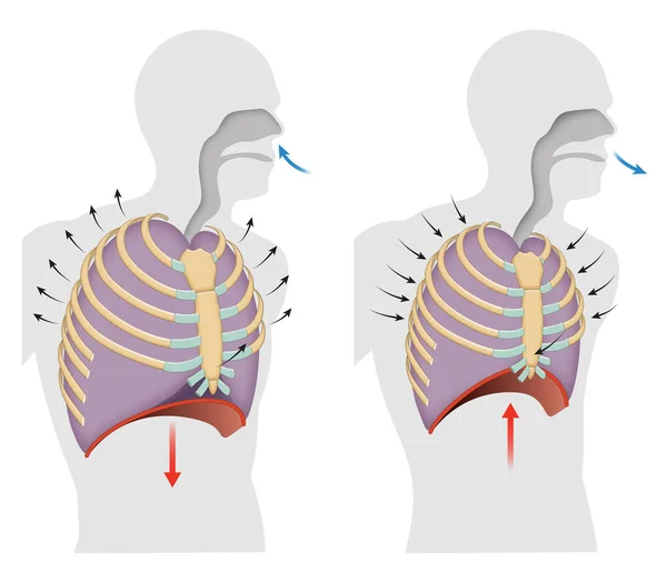 Zyklus Von Atmung Inspiration Und Ablauf — Stockfoto
