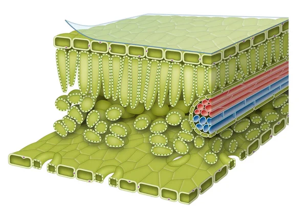 Bir Yaprak Sert Deri Hücrelerinin Üst Deri Iki Katmanı Arasında — Stok fotoğraf