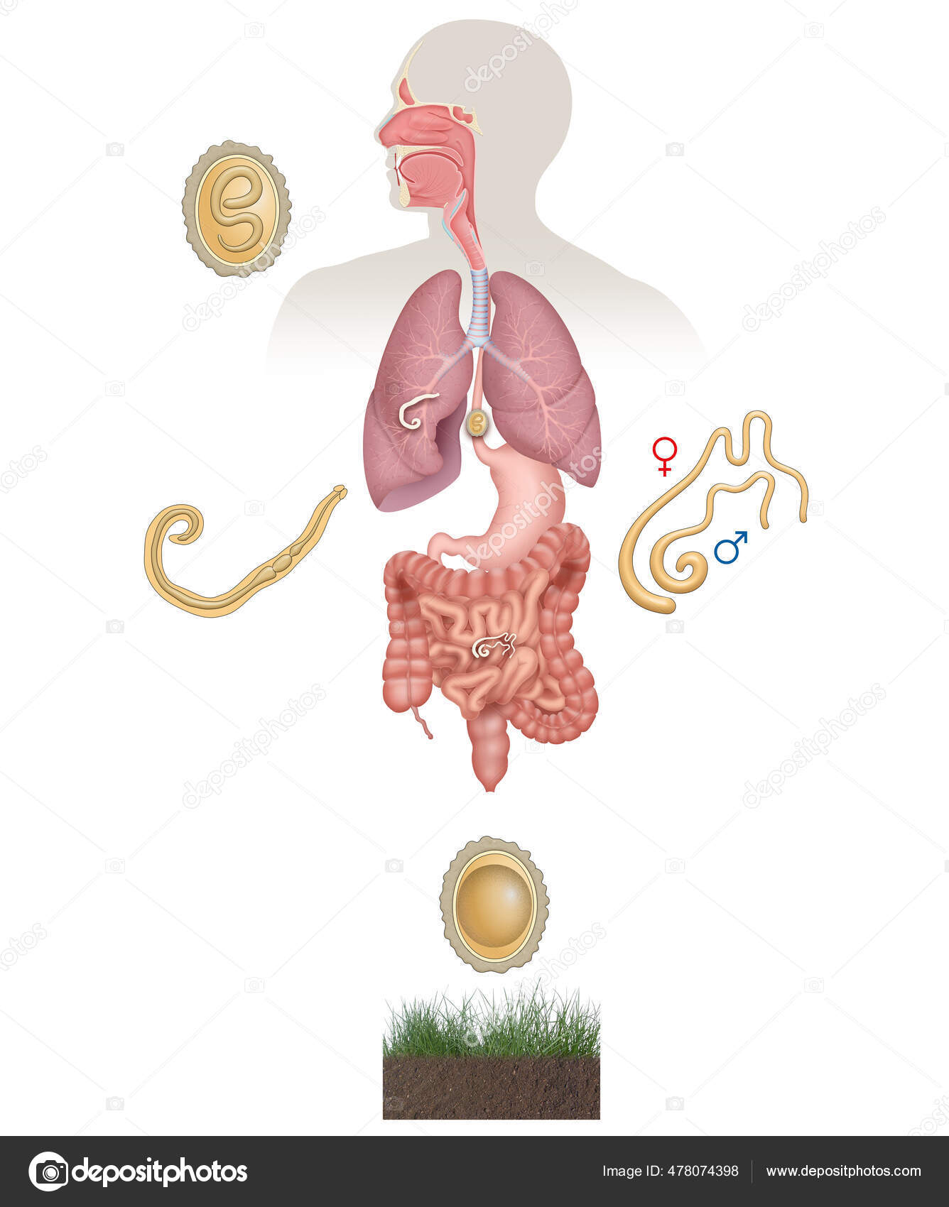Ciclo De Vida Do Ascaris