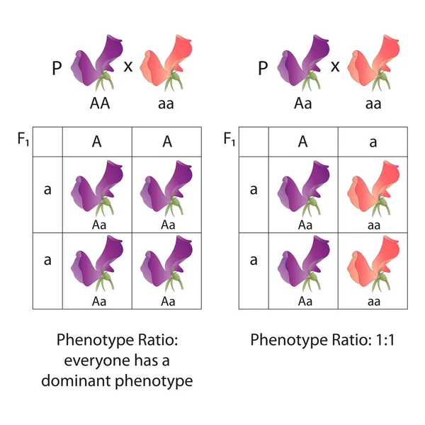 Diagrama Dominância Flores Ervilhas Razão Fenótipo — Fotografia de Stock