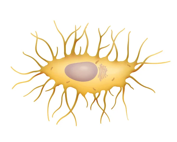 Osteocyte Oblate Shaped Type Bone Cell Dendritic Processes Most Commonly — Stock Photo, Image