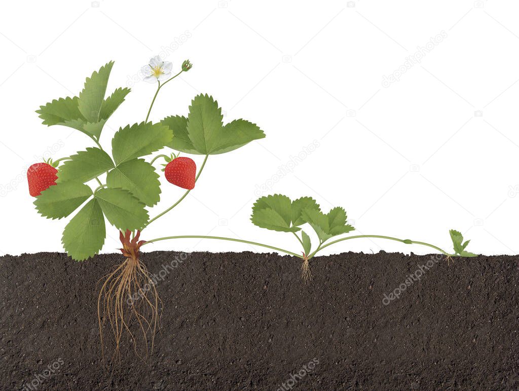 Strawberry plant with roots, flowers and fruits reproduction