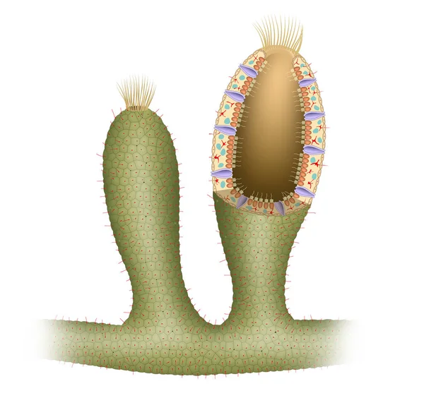 Digestive System Sponge — Stock Photo, Image