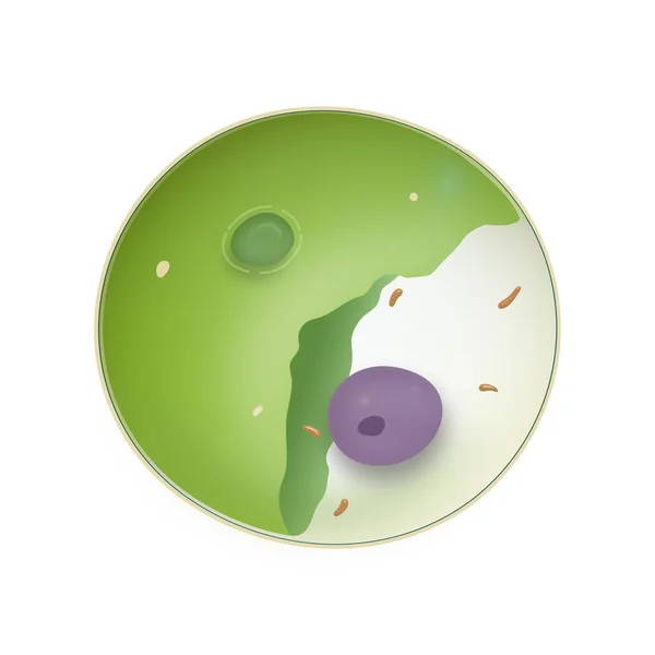 Klorella Tek Hücreli Yeşil Yosun Tek Hücreli Yeşil Algler — Stok fotoğraf