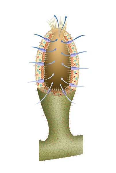 Verdauungssystem Von Schwamm — Stockfoto