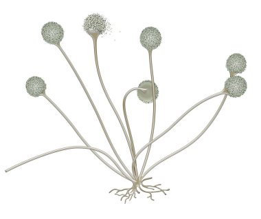 Rhizopus 'un resmedilmesi (ekmek kalıbı)