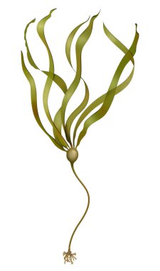 Boğa yosunu (Nereocystis luetkeana)